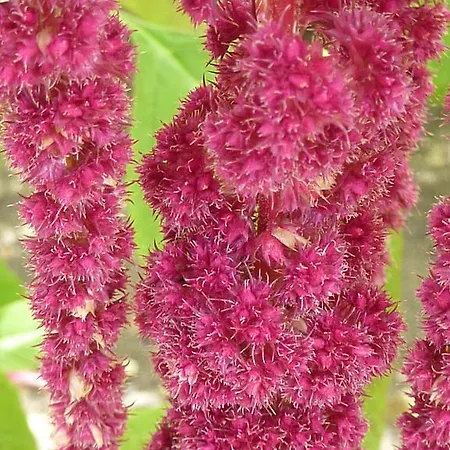 Amaranta